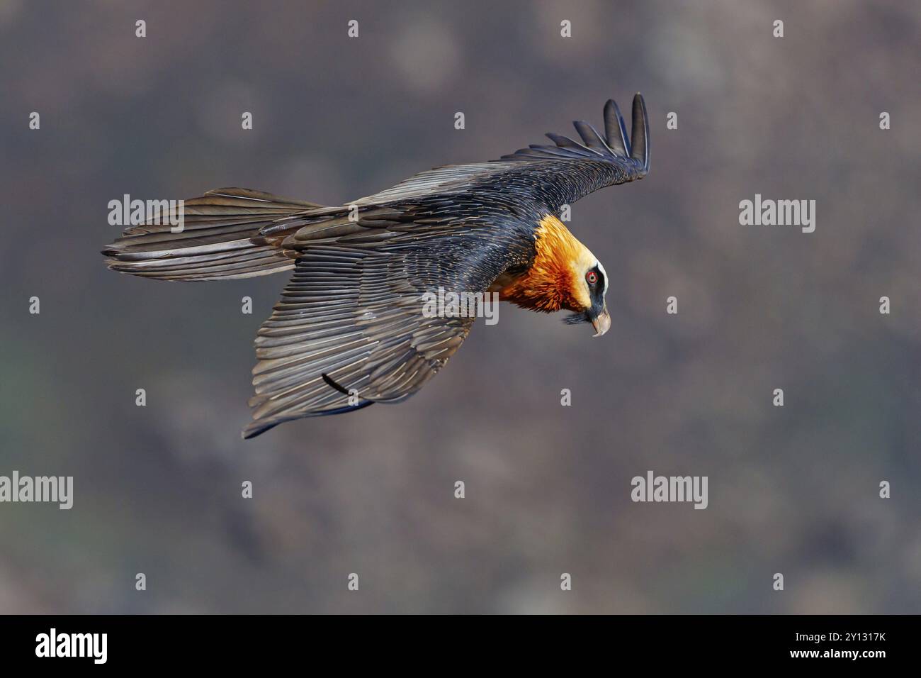 Avvoltoio barbuto, avvoltoio barbuto (Gypaetus barbatus), Gypaetus barbatus meridionalis, Giant's Castle Hide, comune locale di Imbabazane, KwaZulu-Nata Foto Stock