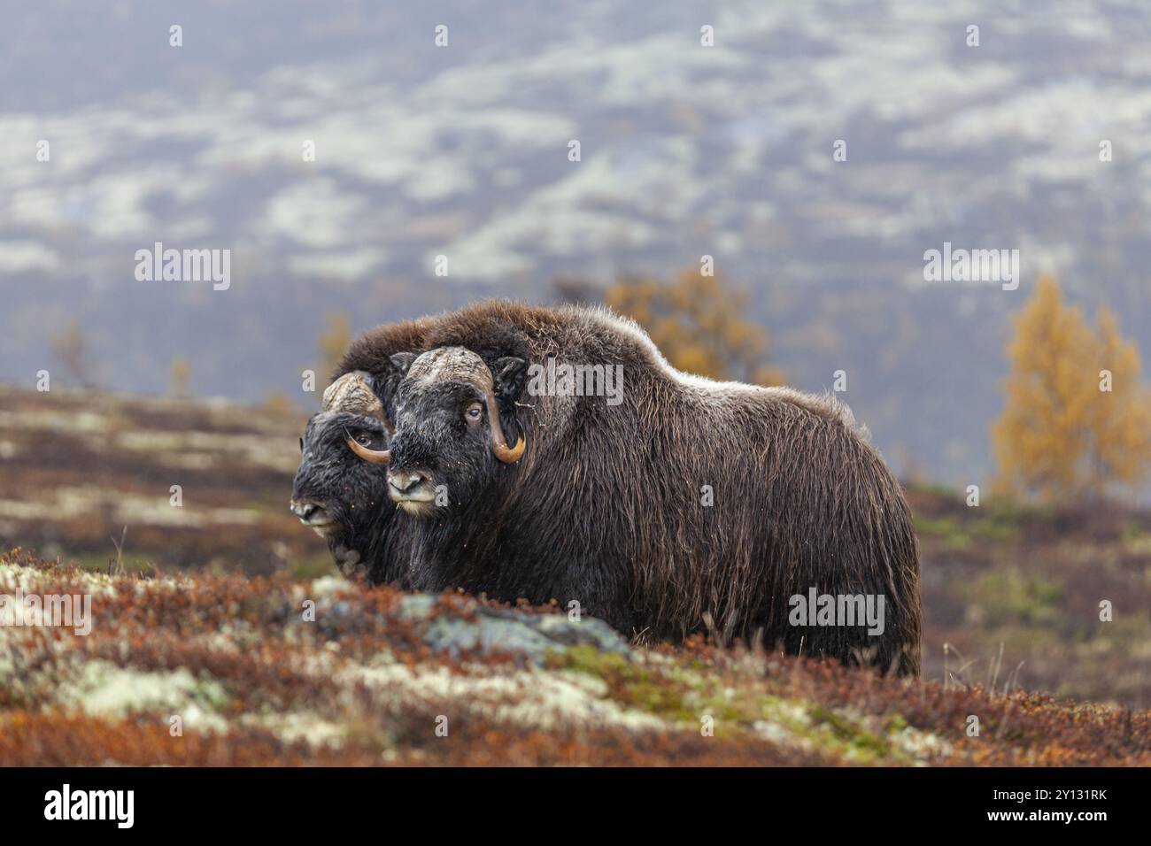 Muschio buoi (Ovibos moschatus), in piedi, animali giovani, sotto la pioggia, tundra autunnale, montagne, Parco Nazionale di Dovrefjell, Norvegia, Europa Foto Stock