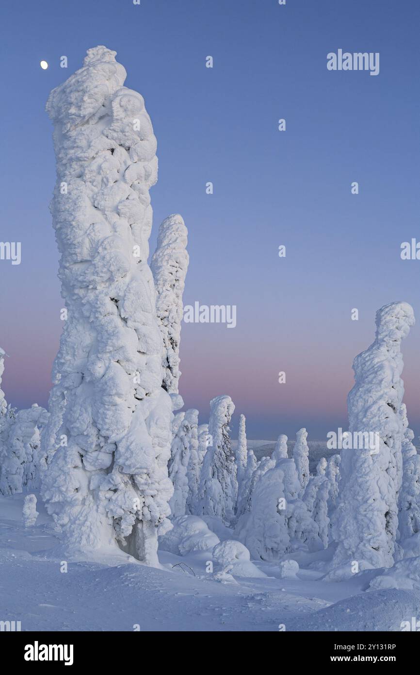 Alberi innevati nell'Artico al crepuscolo, Dalton Highway, Alaska, USA, Nord America Foto Stock