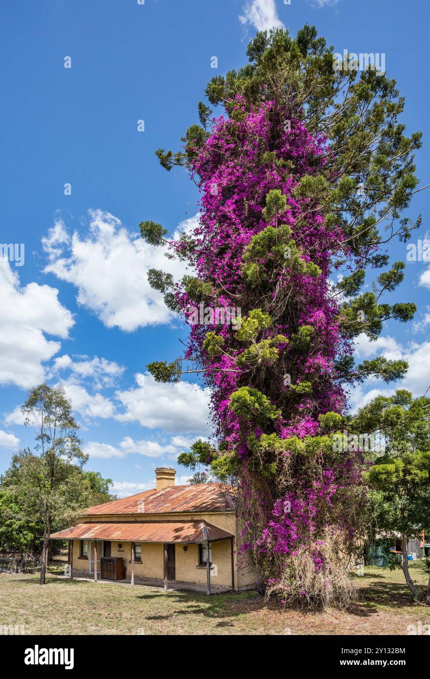 Matrimonio di pino e bouganvillea a Wingen, Upper Hunter Shire, nuovo Galles del Sud, Australia Foto Stock