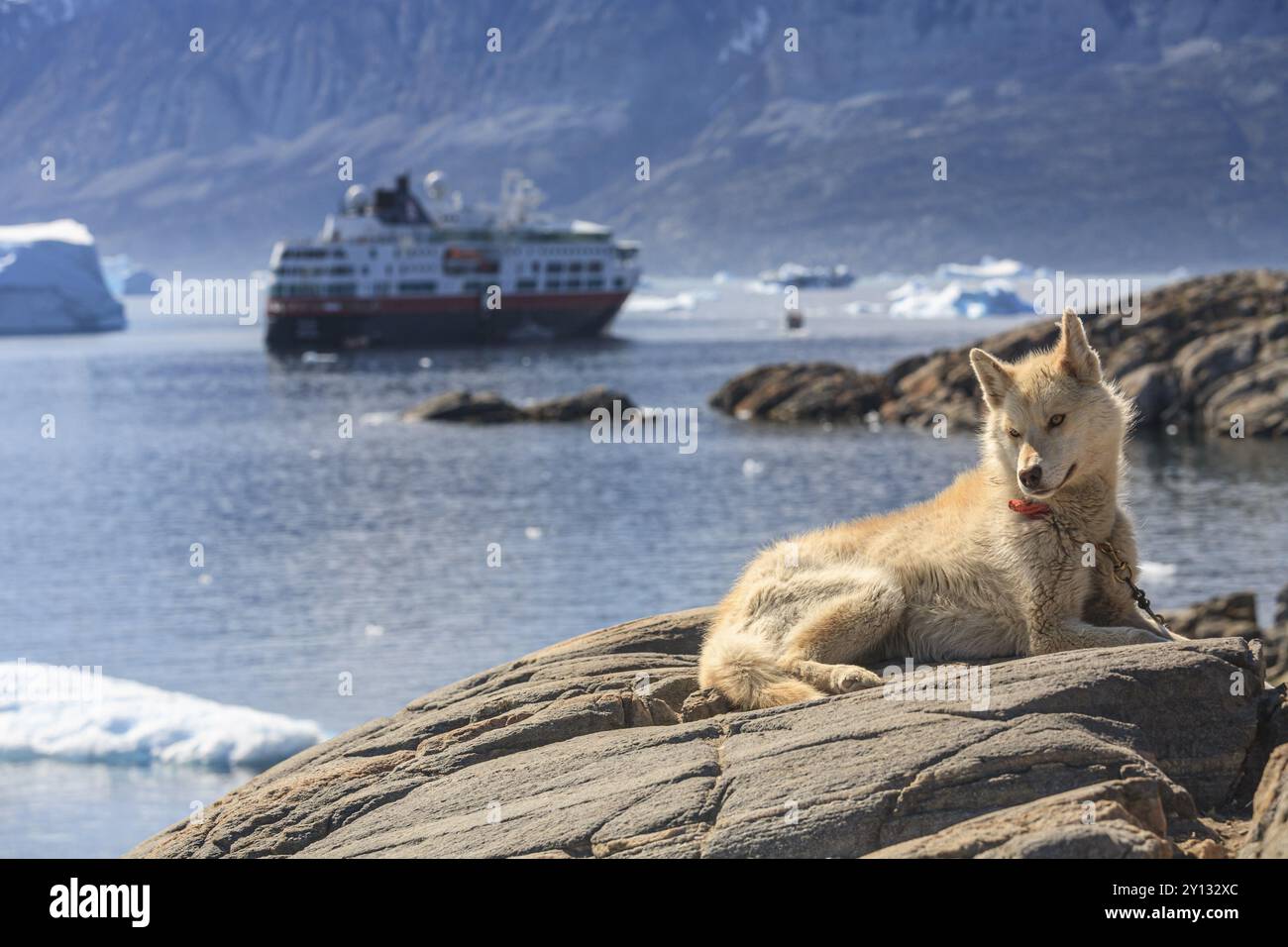 Cane della Groenlandia disteso su una roccia di fronte agli iceberg nel fiordo, husky, nave Hurtrigruten, soleggiato, Uummannaq, Groenlandia occidentale, Groenlandia, Nord America Foto Stock