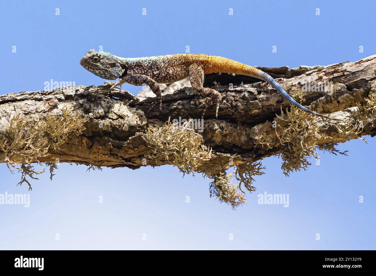 agama (Acanthocercus atricolli), agama, lucertola, rettile, rettili, Mkuze Game Reserve, Mkuze, KwaZulu-Natal, Sudafrica, Africa Foto Stock