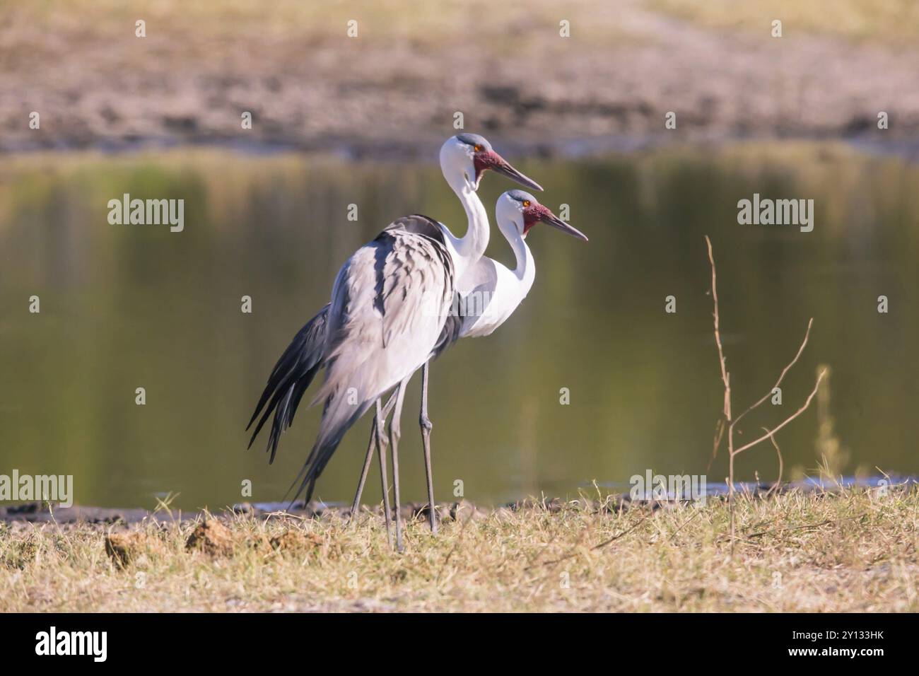 Africa, Botswana, Wattled Crane, Grus carunculatus, Botywana, Africa Foto Stock