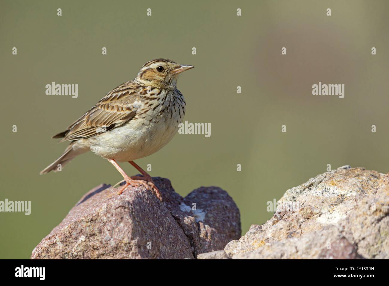 Woodlark (Lullula arborea), Isola di Lesbo, Grecia, Europa Foto Stock