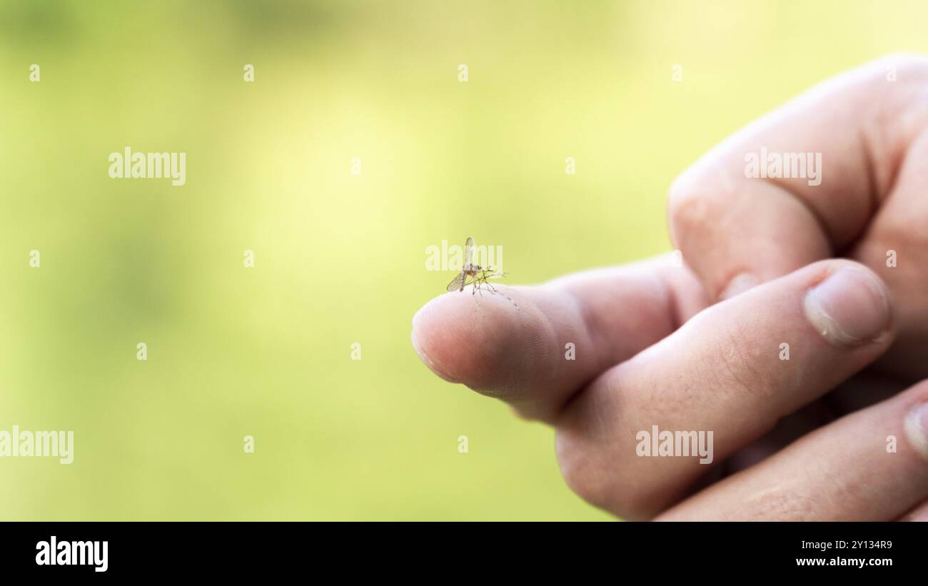 Foto di zanzara seduta sulla mano, perfora la pelle e succhia il sangue umano. Causa la malaria della malattia. Le zanzare sono pericolose portatrici di malattie Foto Stock