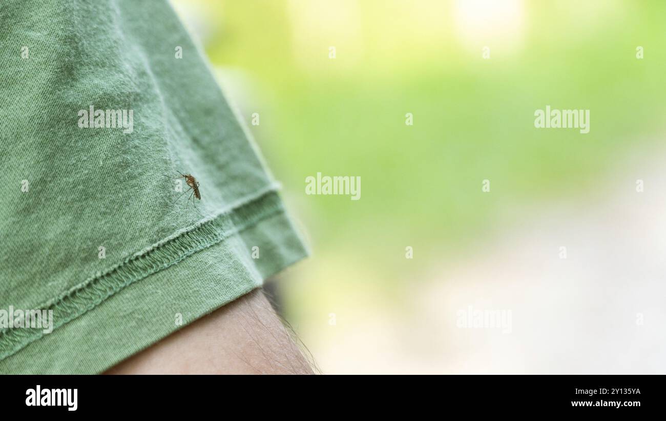 Foto di zanzara seduta sulla mano, perfora la pelle e succhia il sangue umano. Causa la malaria della malattia. Le zanzare sono pericolose portatrici di malattie Foto Stock