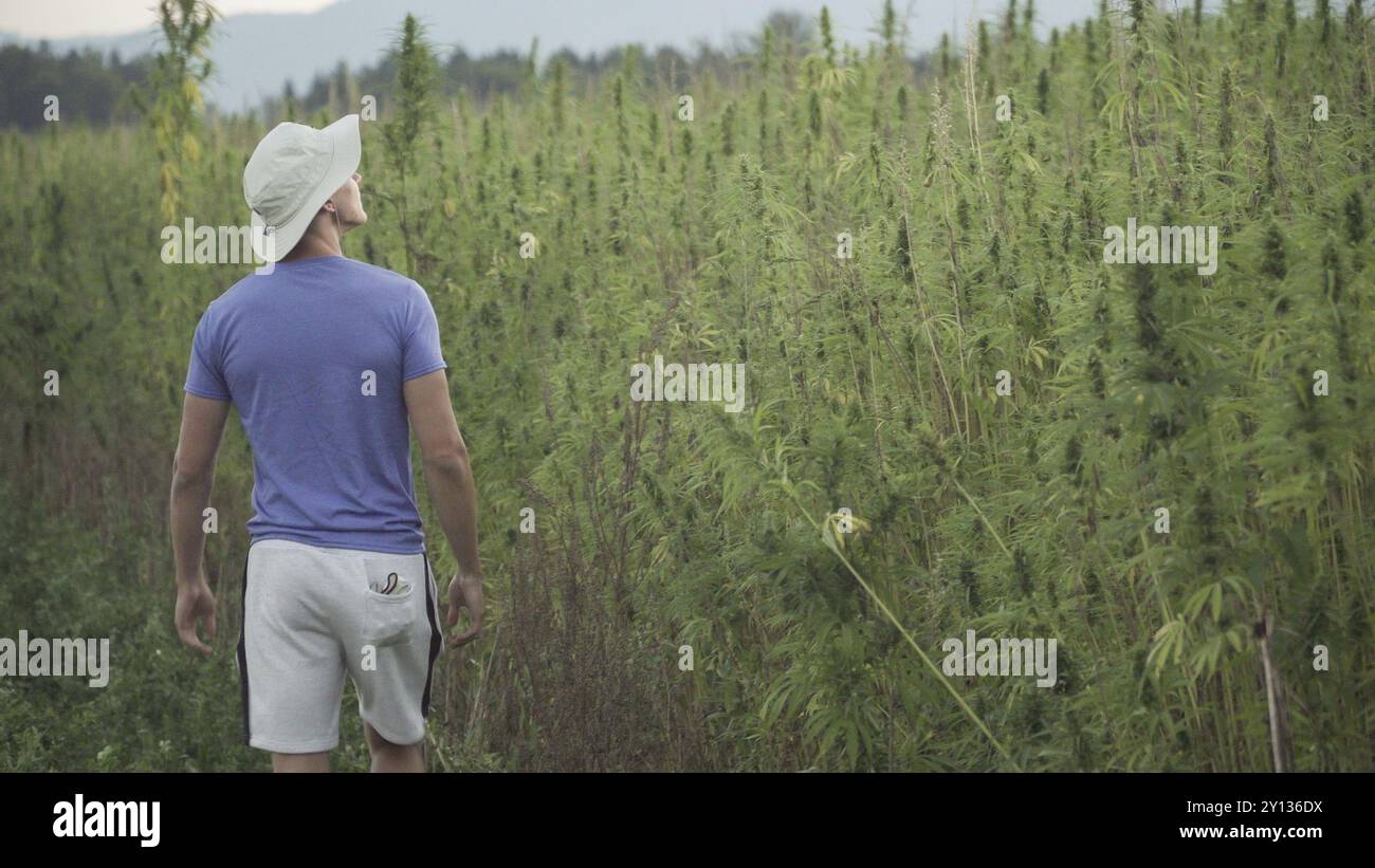 Ricercatori professionisti che lavorano in un campo di canapa, stanno controllando le piante e facendo un controllo di qualità, medicina alternativa e cannabis sativa produ Foto Stock