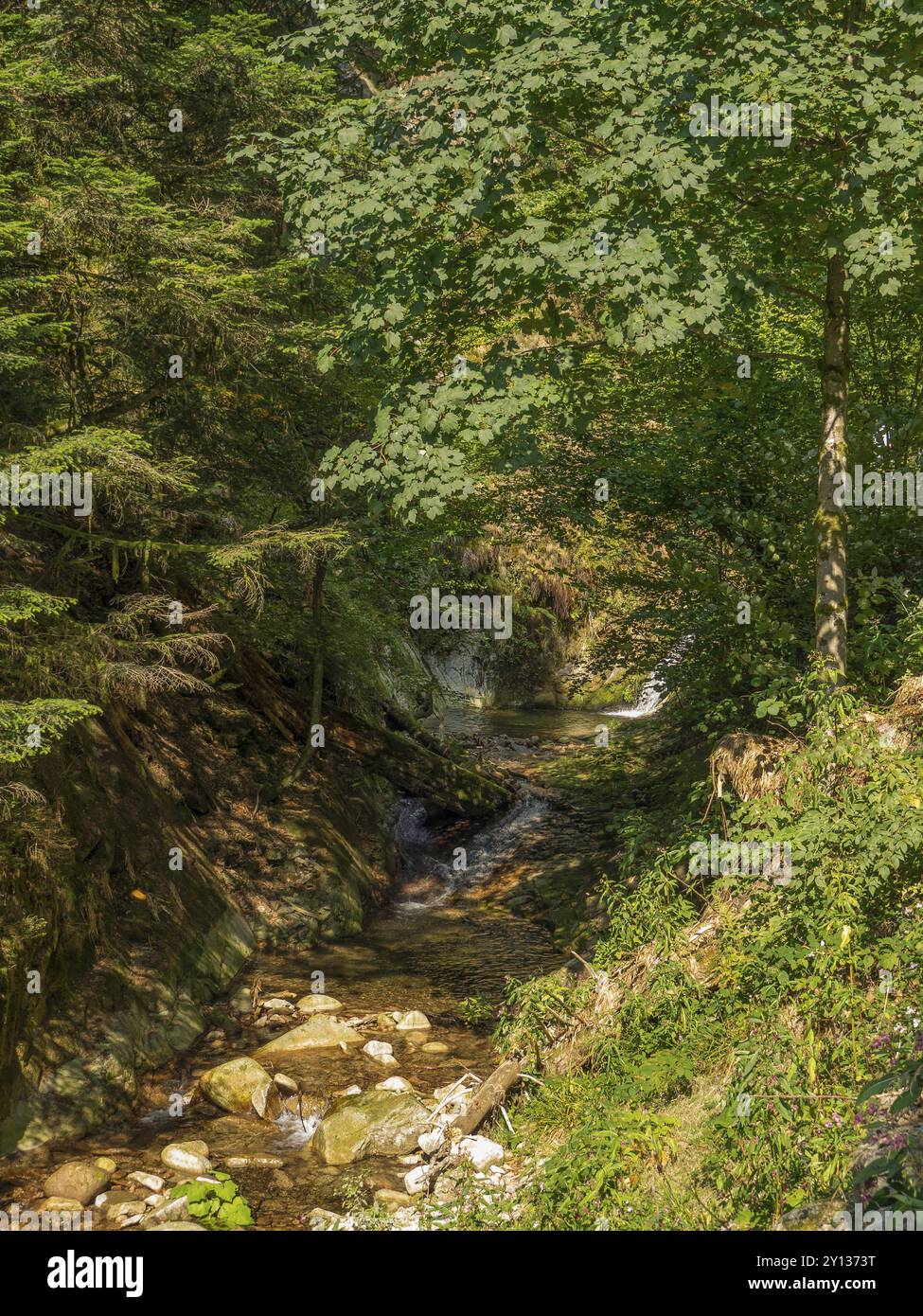 Un piccolo torrente scorre attraverso una foresta densamente ricoperta di pietre e piante lungo la strada, Foresta Nera, Bade-Wuertemberg, Germania, Europa Foto Stock Un piccolo torrente scorre attraverso una foresta densamente ricoperta di pietre e piante lungo la strada, Foresta Nera, Bade-Wuertemberg, Germania, Europa Foto Stock