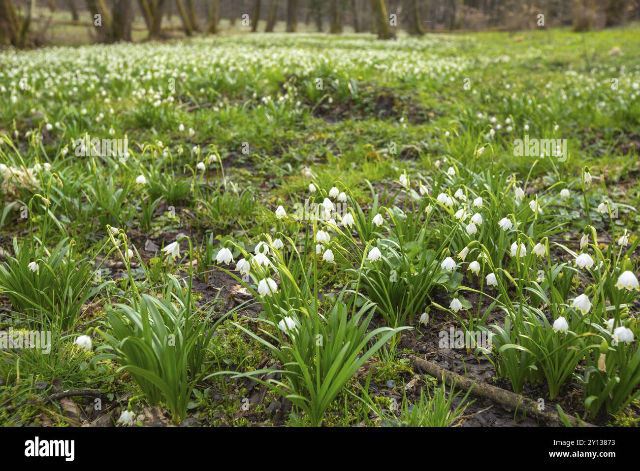 Primavera fioriscono fiori di fiocco di neve nella foresta, bellezza bianca stagionale Foto Stock