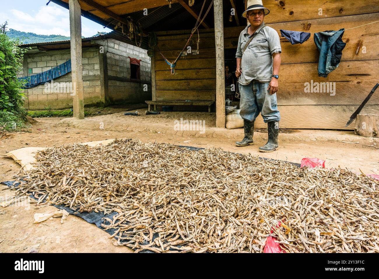 Fagioli essiccati, la Taña, zona di Reyna, dipartimento di Uspantan, Guatemala, America centrale. Foto Stock