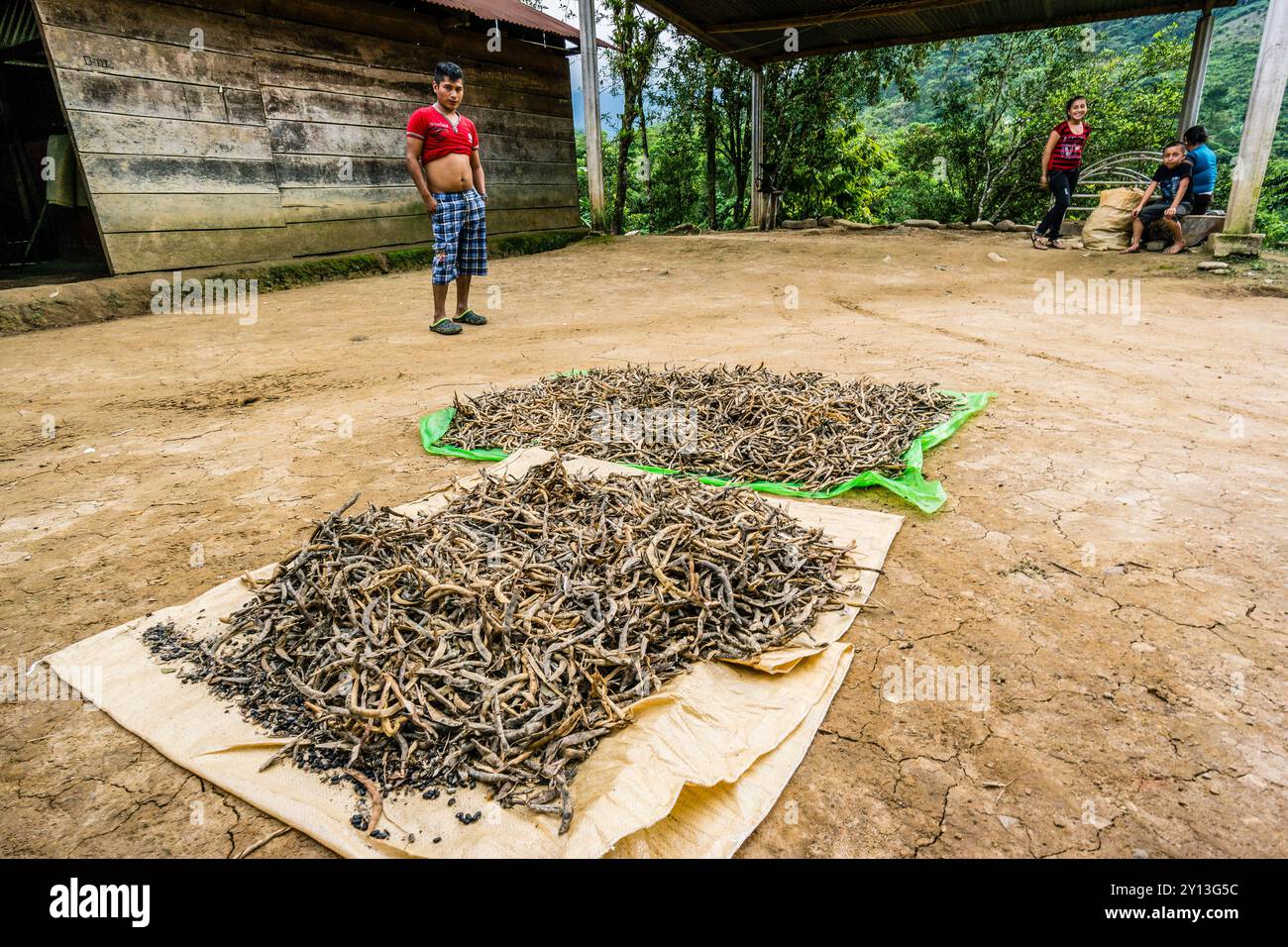 Fagioli essiccati, la Taña, zona di Reyna, dipartimento di Uspantan, Guatemala, America centrale. Foto Stock