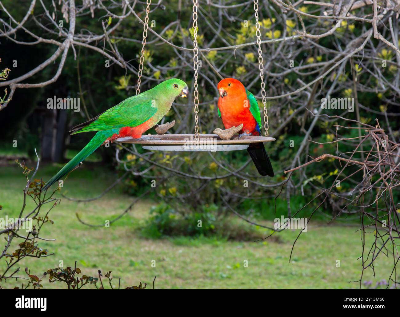 Un paio di pappagalli reali australiani Alisterus scapularis che si nutrono su un vassoio di semi Foto Stock