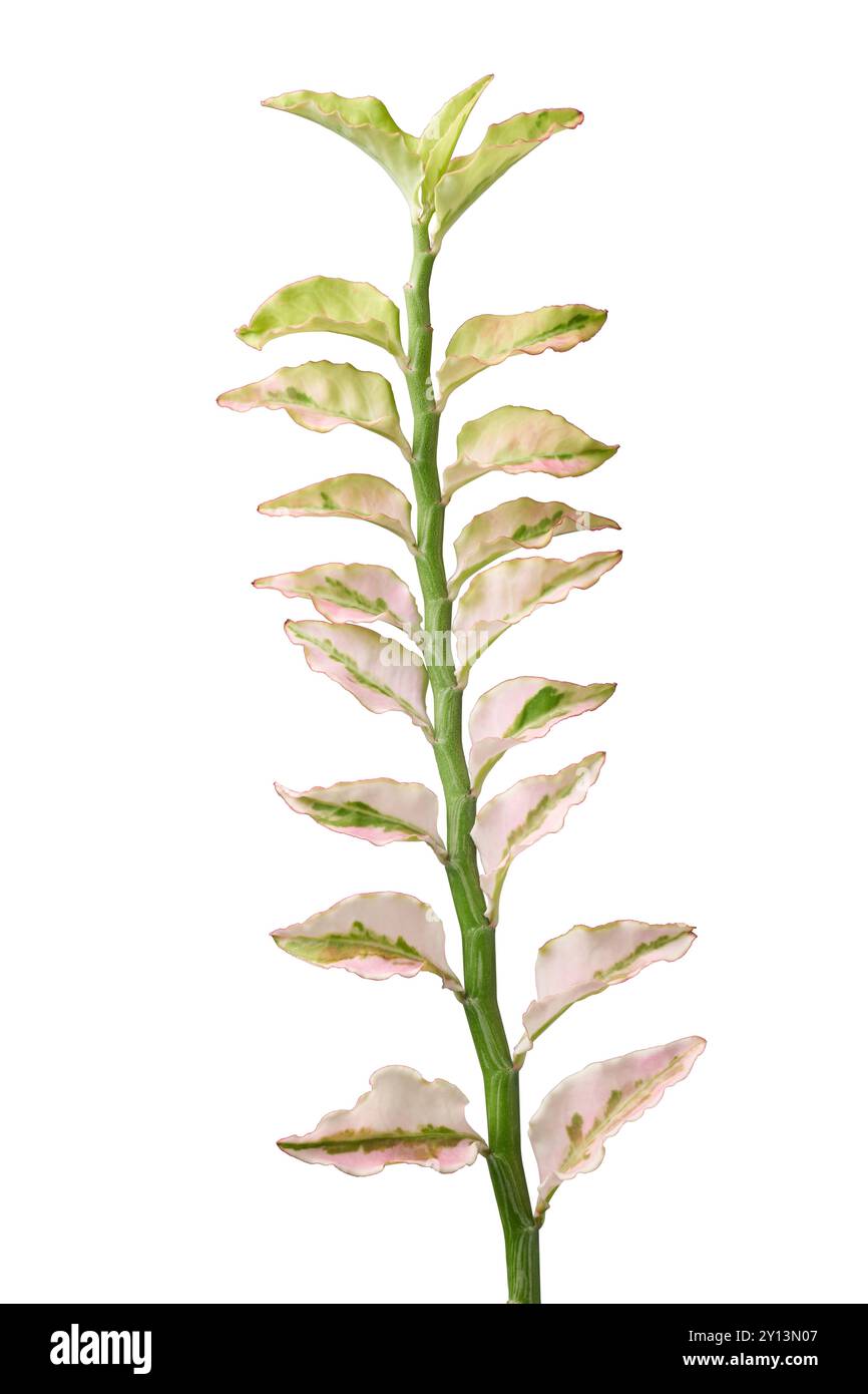 euphorbia tithymaloides o diavoli spina dorsale o fogliame vegetale zigzag sfondo bianco isolato, foglie di piante ornamentali popolari con verde e rossastro Foto Stock