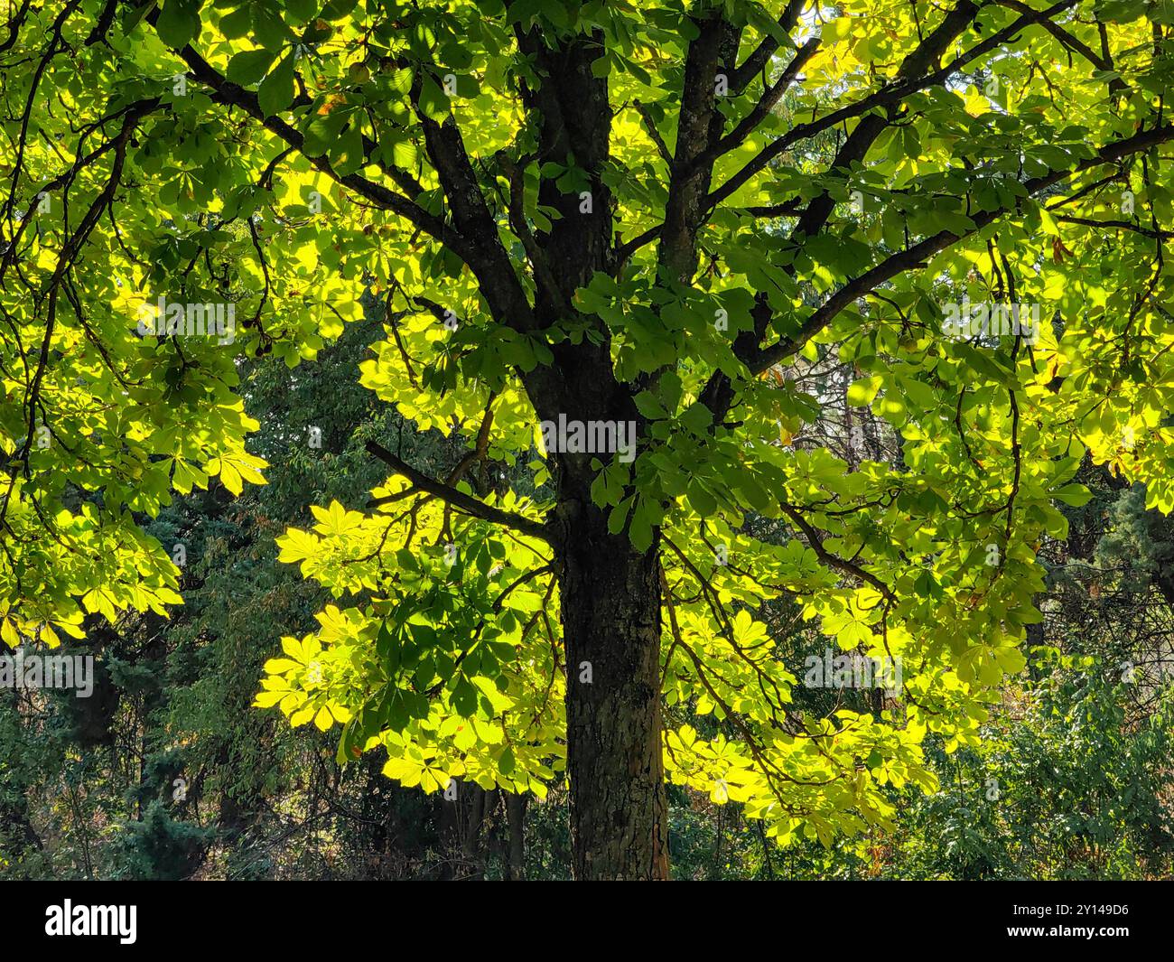 Tronco dell'albero illuminato dal sole: Primo piano di foglie verdi all'inizio dell'autunno Foto Stock