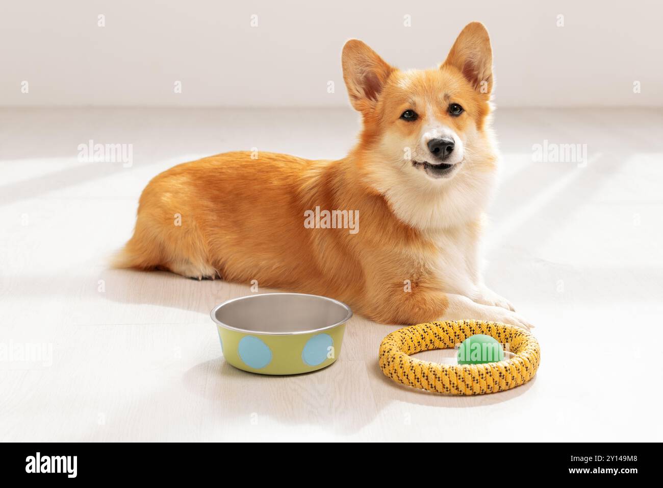 Simpatico cane disteso accanto alla ciotola vuota e giocattoli per animali domestici sul pavimento Foto Stock