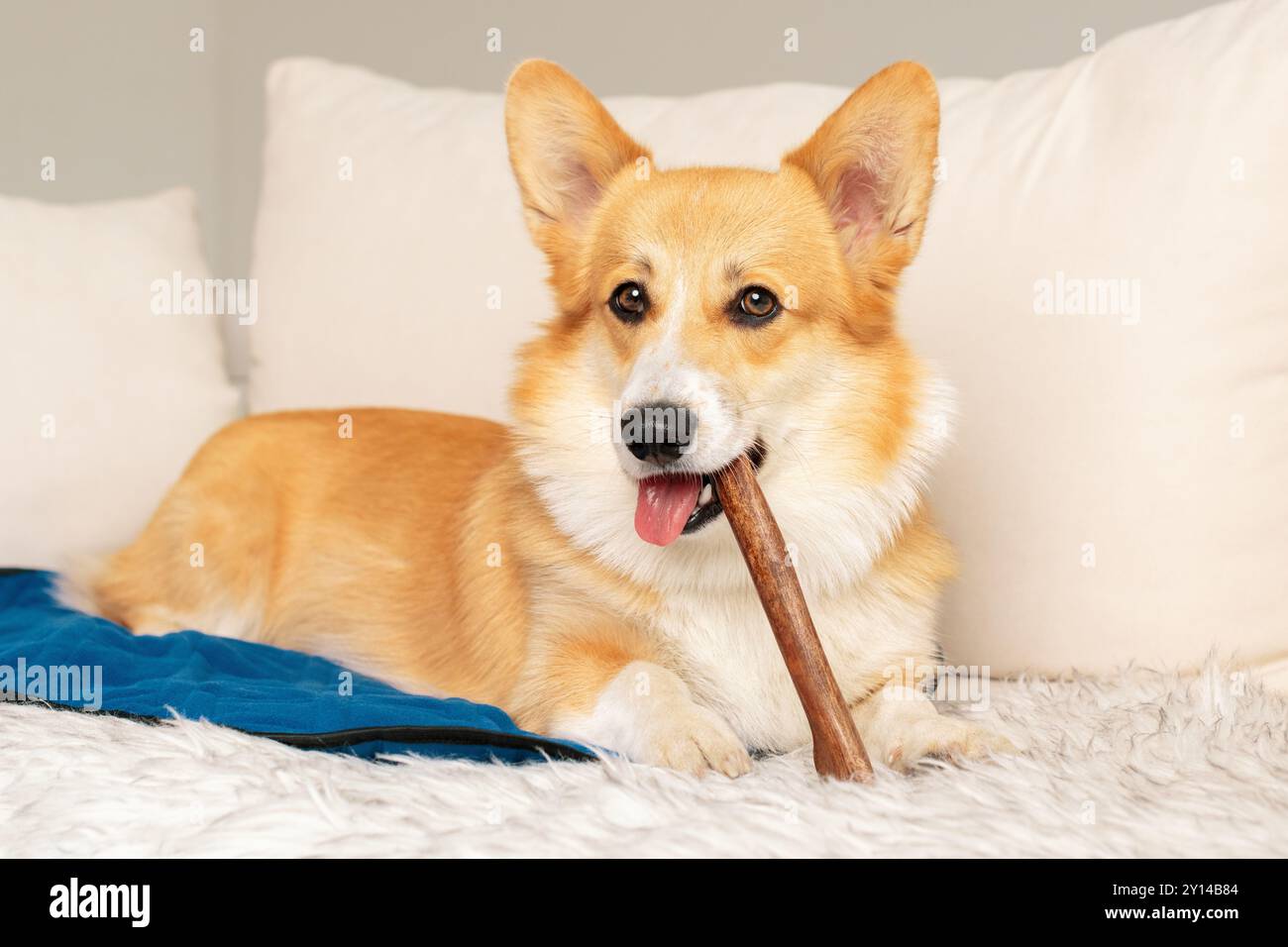 Corgi sdraiato su un tappeto blu e che tiene in bocca il corno di cervo. Cane con la sua lingua fuori e con dolcetto in bocca sdraiato sul divano Foto Stock