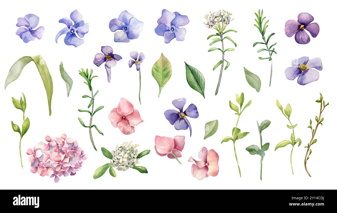 Set floreale di fiori primaverili blu, rosa, bianchi disegnati a mano. Periwinkle, idrangea, Forget me Not e rosmarino selvatico, foglie acquerello illustrazione isol Foto Stock