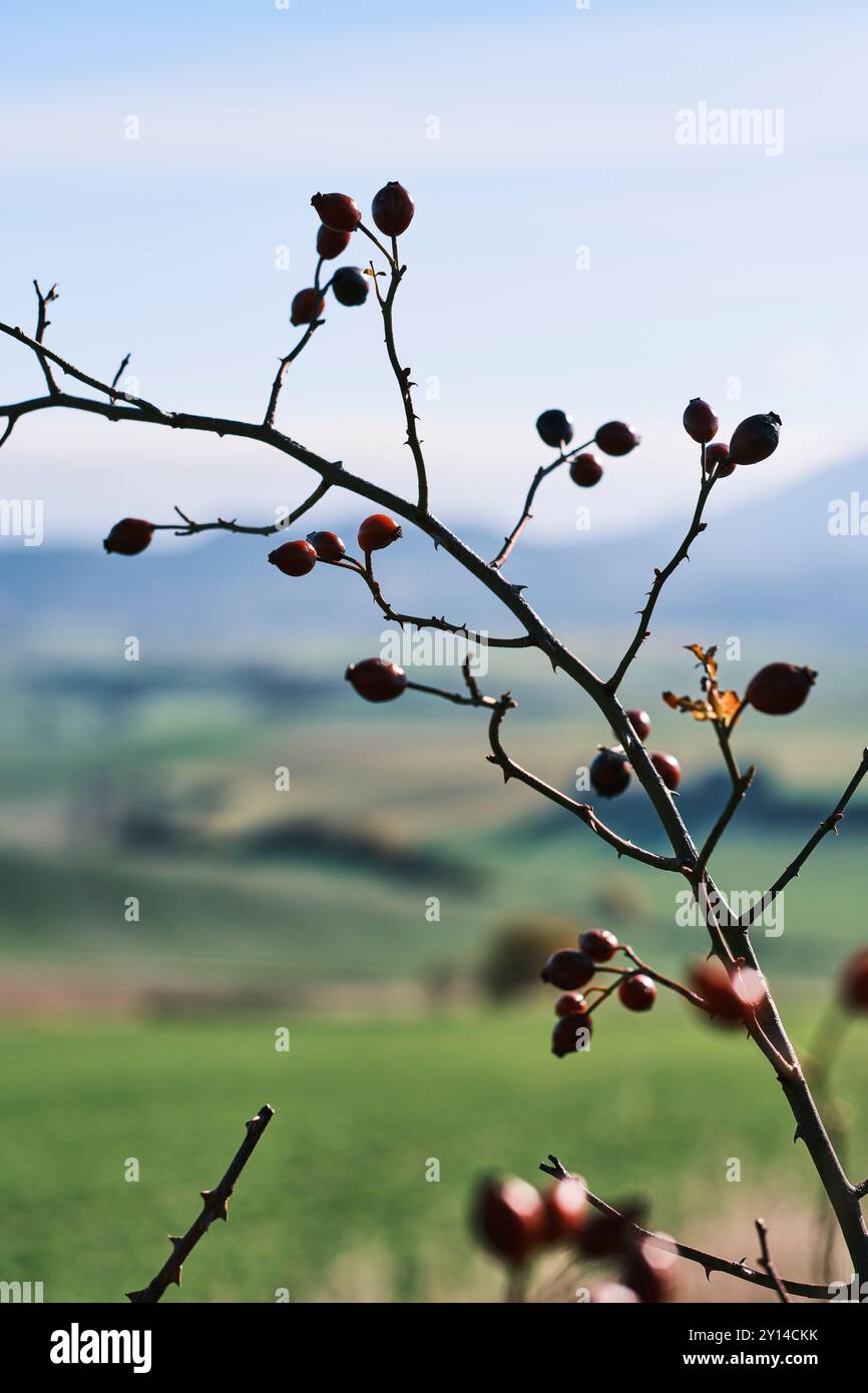 Un primo piano di un ramo con i fianchi di rosa in primo piano, adagiato su un paesaggio rurale leggermente sfocato nella valle di Allin, Navarra, Spagna. Foto Stock