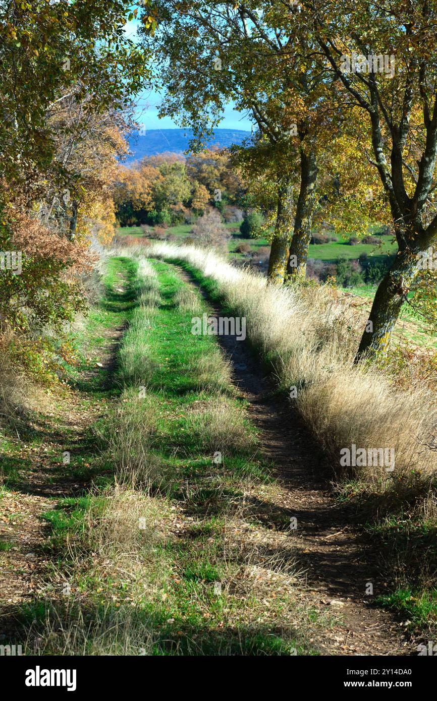 Un tranquillo sentiero erboso che si snoda attraverso una foresta nel bel mezzo dell'autunno. Allin Valley, Navarra, Spagna. Gli alberi che fiancheggiano il percorso. Foto Stock