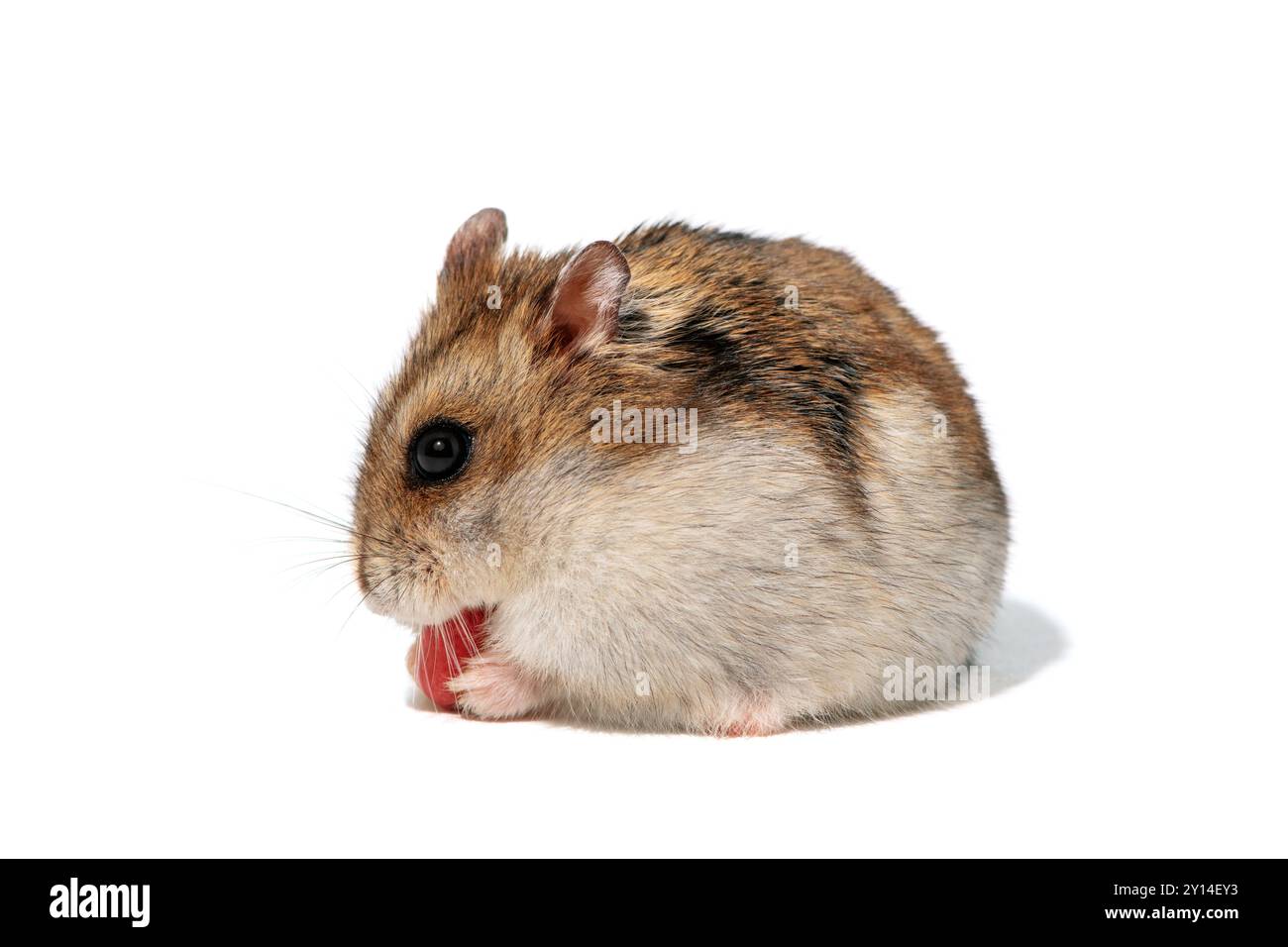 Criceto nano che mangia noci su sfondo bianco, vista laterale Foto Stock