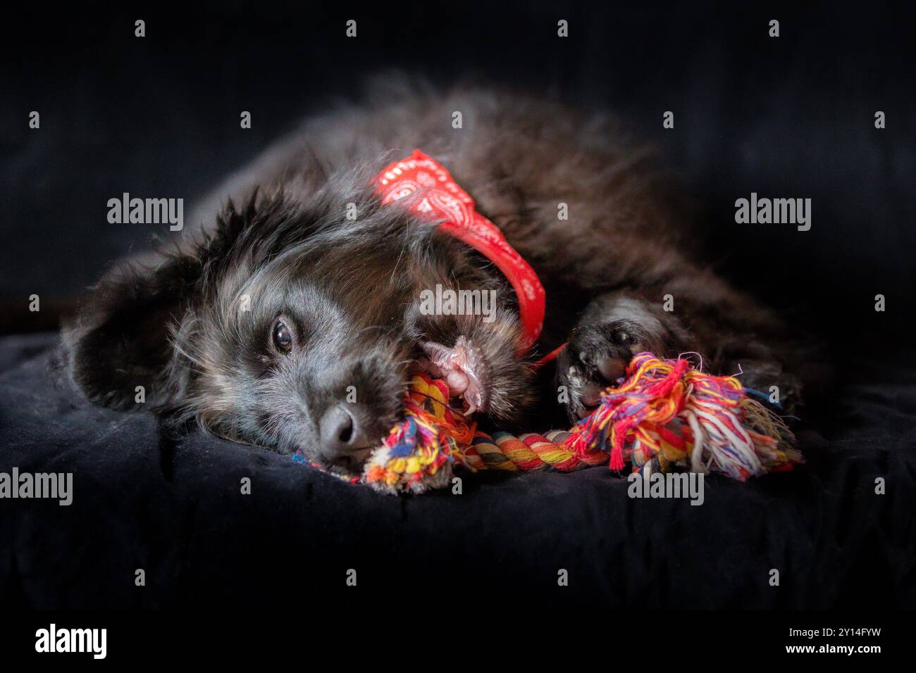 Cucciolo di cane nero sdraiato e masticare nodo corda osso giocattolo preferito, orecchie a lato. Concetto di tempo di gioco. Primo piano, spazio di copia, sfondo Foto Stock