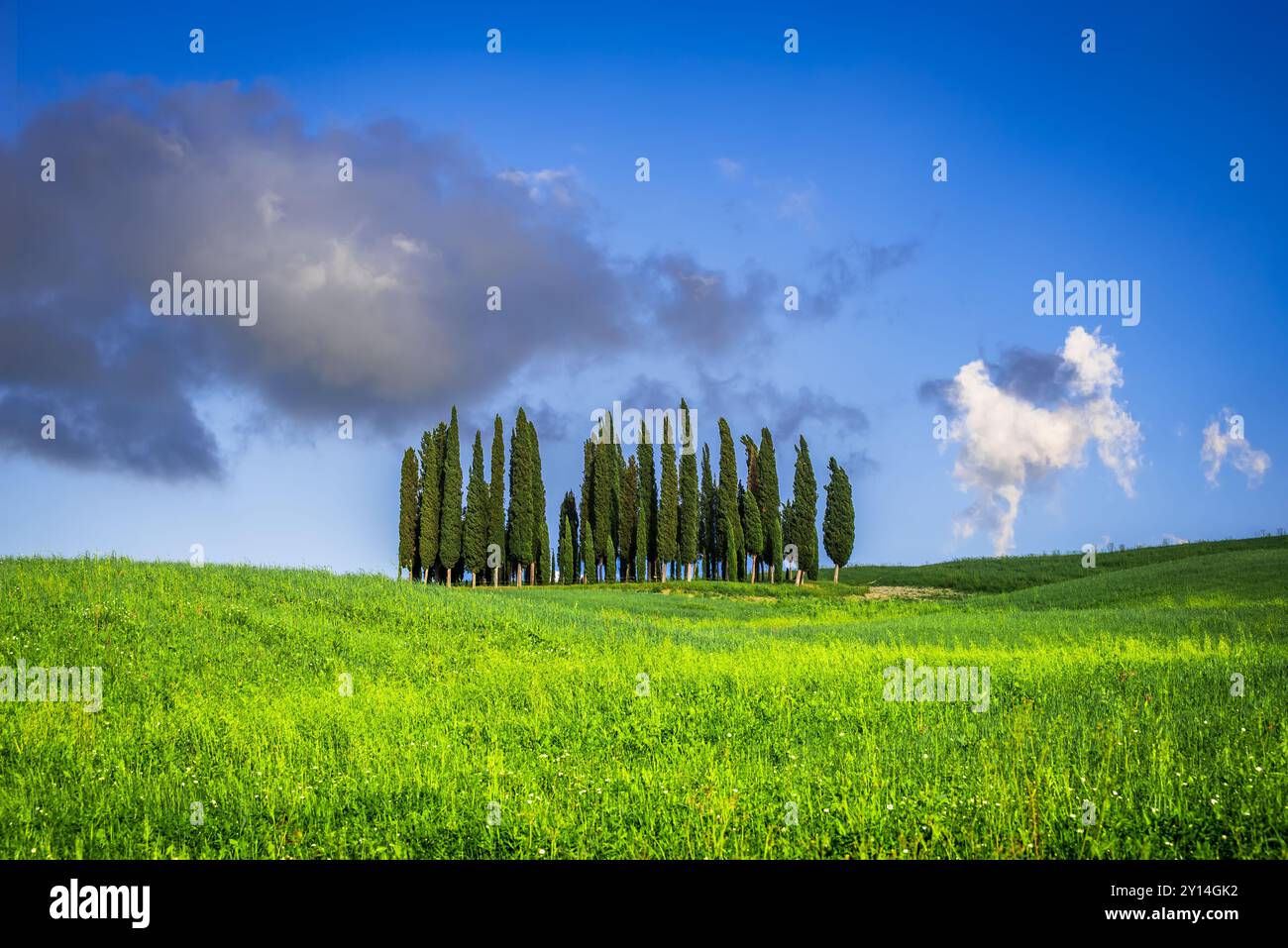 Val d'Orcia, Toscana. Cerchio dei cipressi a San Quirico d'Orcia, splendido paesaggio primaverile toscano, famoso luogo di viaggio in Italia. Foto Stock