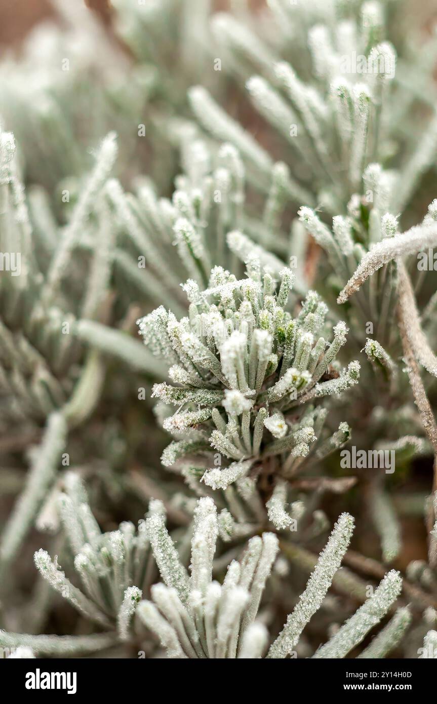 Primo piano di piante di lavanda ricoperte di gelo, catturando la bellezza del clima invernale. Foto Stock