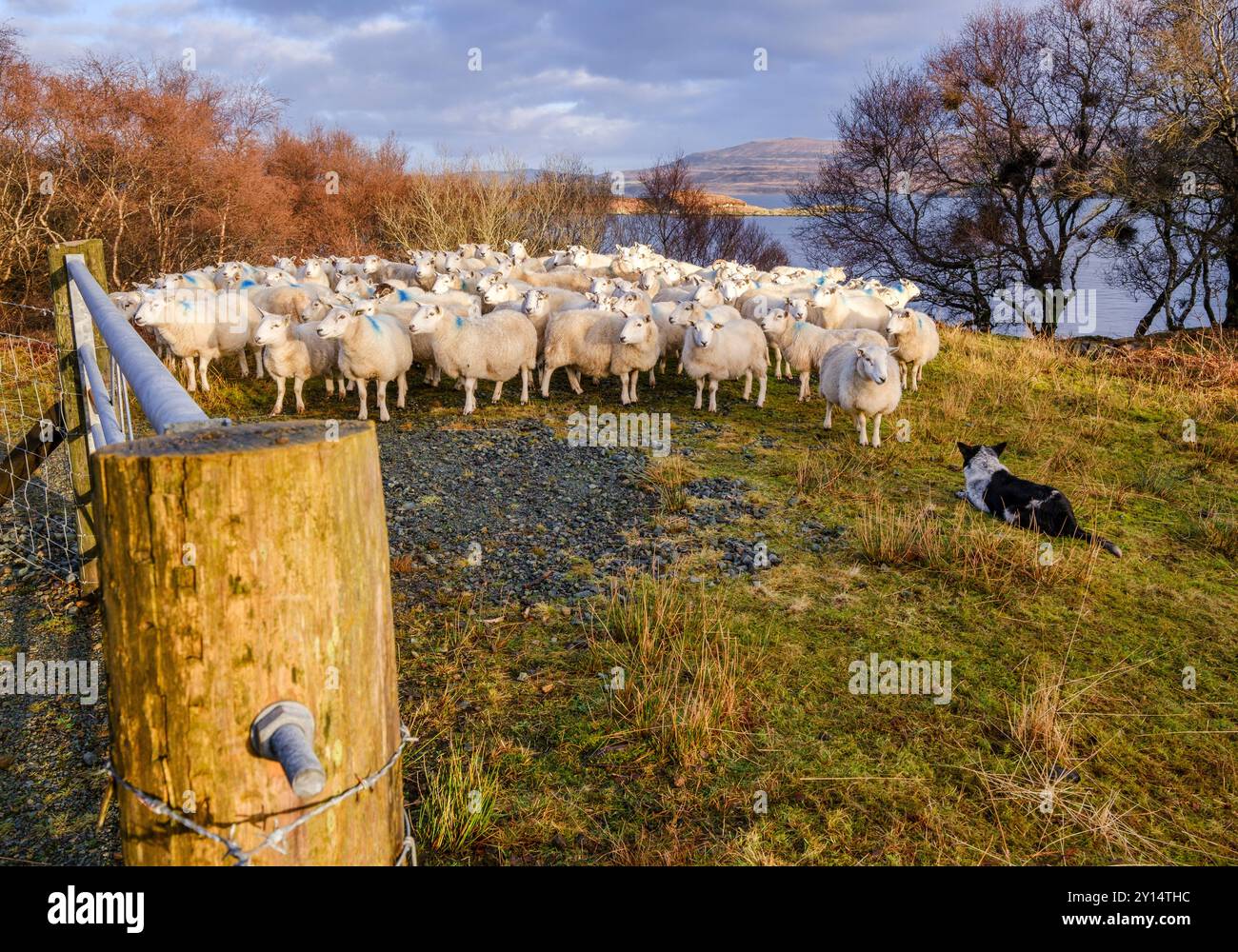 Gregge di ovini, Skinidin, Loch Erghallan, Isola di Skye, Highlands, Scozia, Regno Unito. Foto Stock