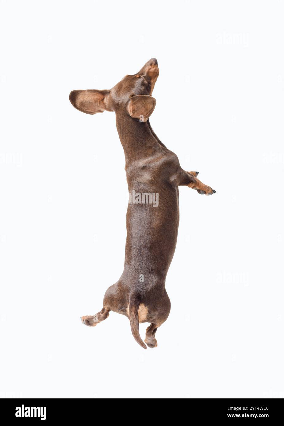 Felice Dachshund dai capelli lisci che salta e gioca, isolato su sfondo bianco Foto Stock