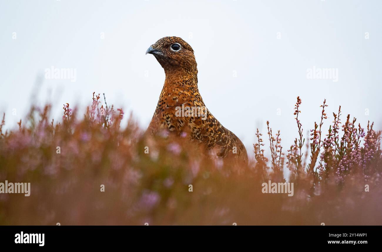 Red Grouse (Lagopus Scotica) on a North Wales Heathland, 01/09/24. Credit JTW Aviation Images / Alamy. Foto Stock