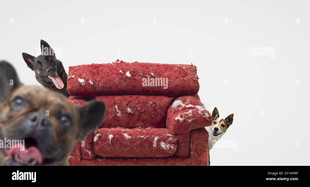 Cani giocosi e poltrona strappata a casa, un cane sta fissando la macchina fotografica, lo stile di vita degli animali domestici, spazio per copiare Foto Stock