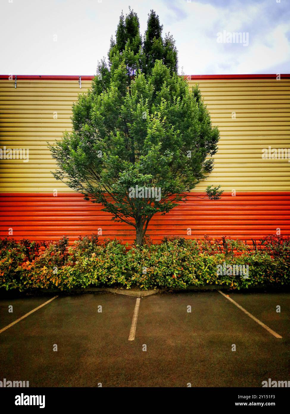 L'albero vibrante si distingue dall'esterno colorato dell'edificio a strisce nel parcheggio urbano durante le ore diurne Foto Stock