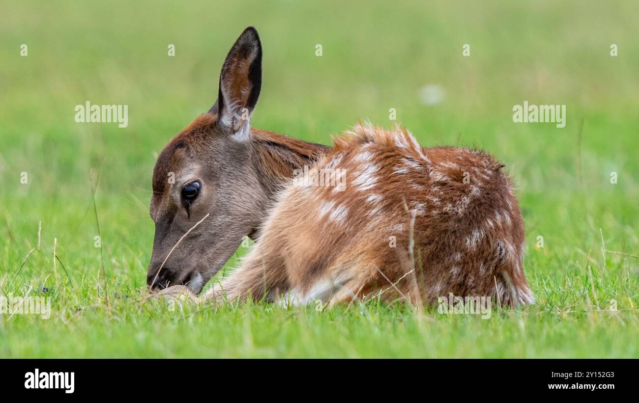 Vitello rosso cervo Foto Stock