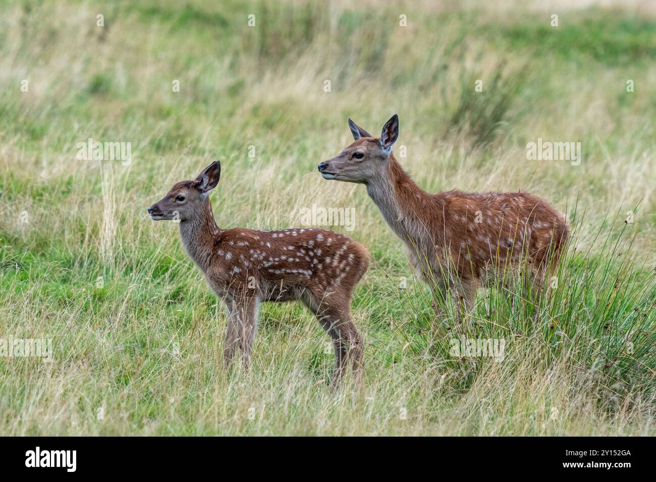 Vitello rosso cervo Foto Stock