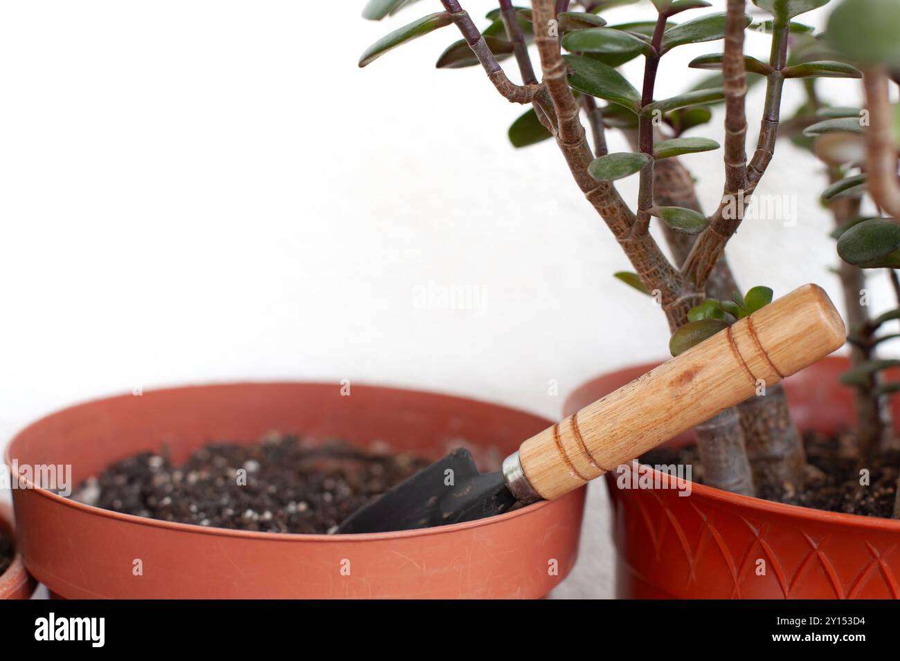 Pianta di giada in vaso con una piccola cazzuola da giardinaggio in una pentola di terracotta, pronta per il ripopolamento. Perfetto per i concetti di giardinaggio interno e cura delle piante. Foto Stock