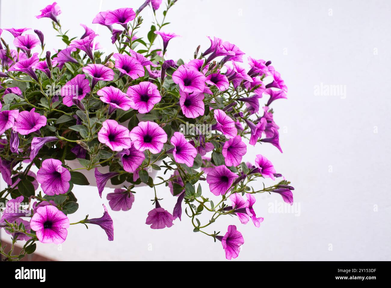 Lussureggianti fiori di petunia rosa, ideali per la grafica del giardinaggio primaverile ed estiva, con uno sfondo pulito e minimalista Foto Stock