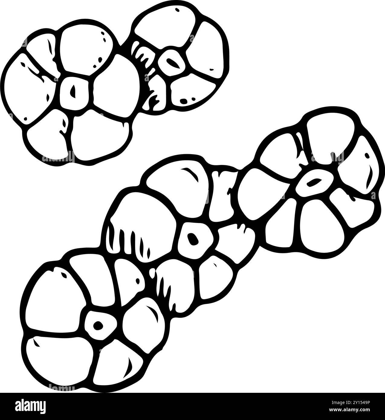 Colonia di Barnacle di mare, animale corallino oceanico dalla linea semplice Illustrazione Vettoriale