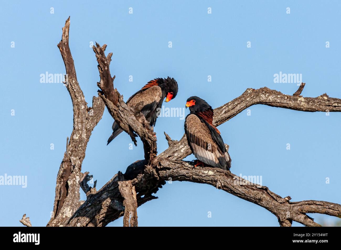 Sudafrica, Parco nazionale Kruger, Aquila Bateleur (Terathopius ecaudatus) Foto Stock