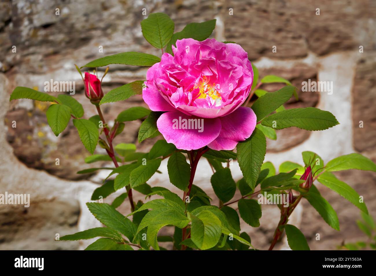 Rosa in fiore su un arbusto di fronte a un'antica parete medievale Foto Stock