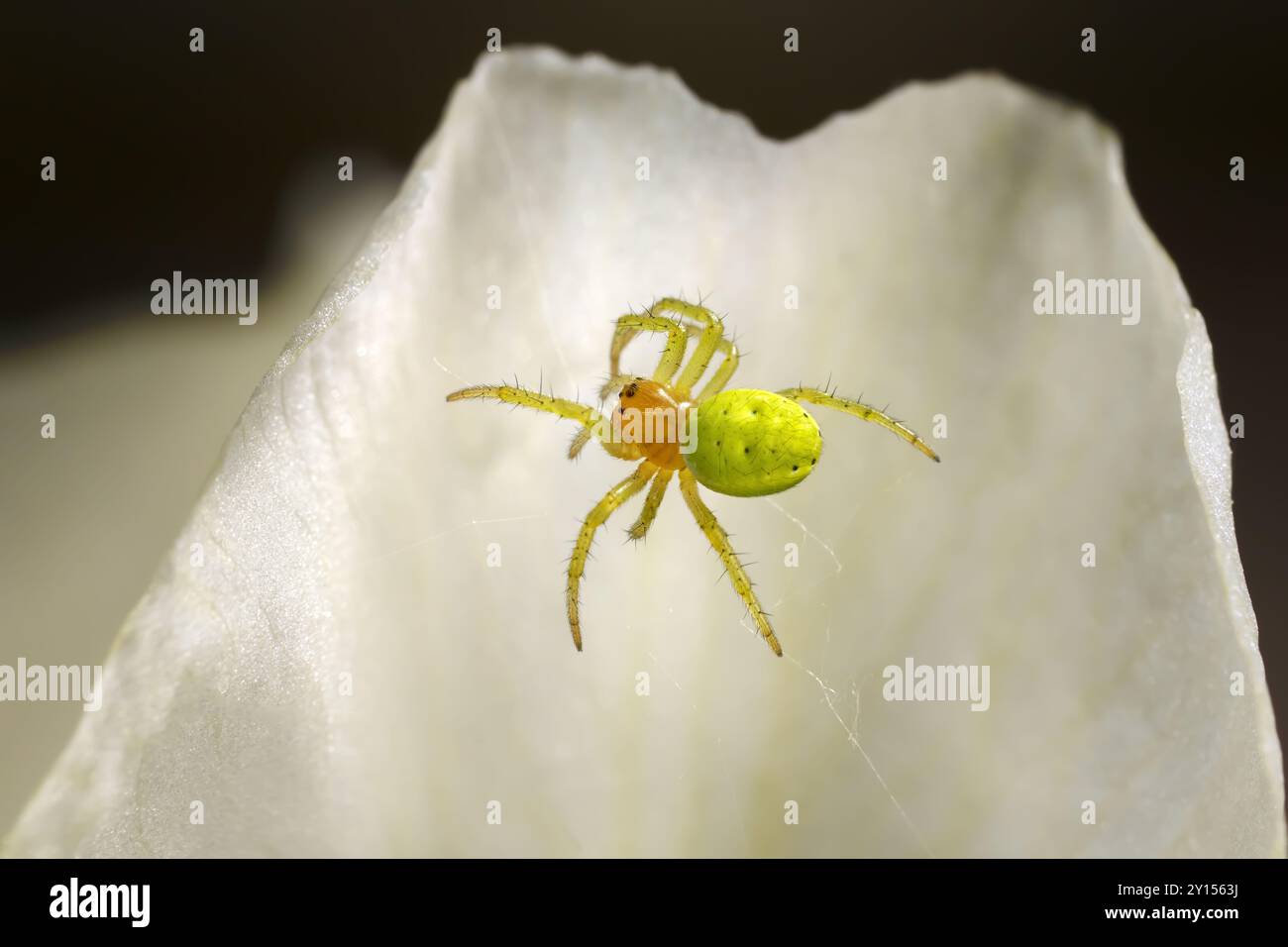 Cetriolo Ragno Verde (Araniella cucurbitina) femmina costruisce una ragnatela in un petalo di fiori Foto Stock