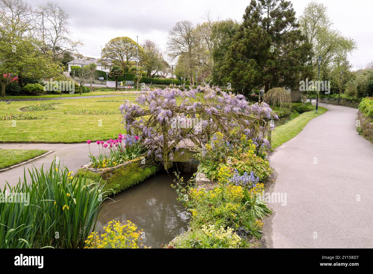 Una splendida Wisteria sinensis che cresce su una passerella ornamentale in legno negli storici e pluripremiati Trenance Gardens subtropicali a Newquay in Cor Foto Stock