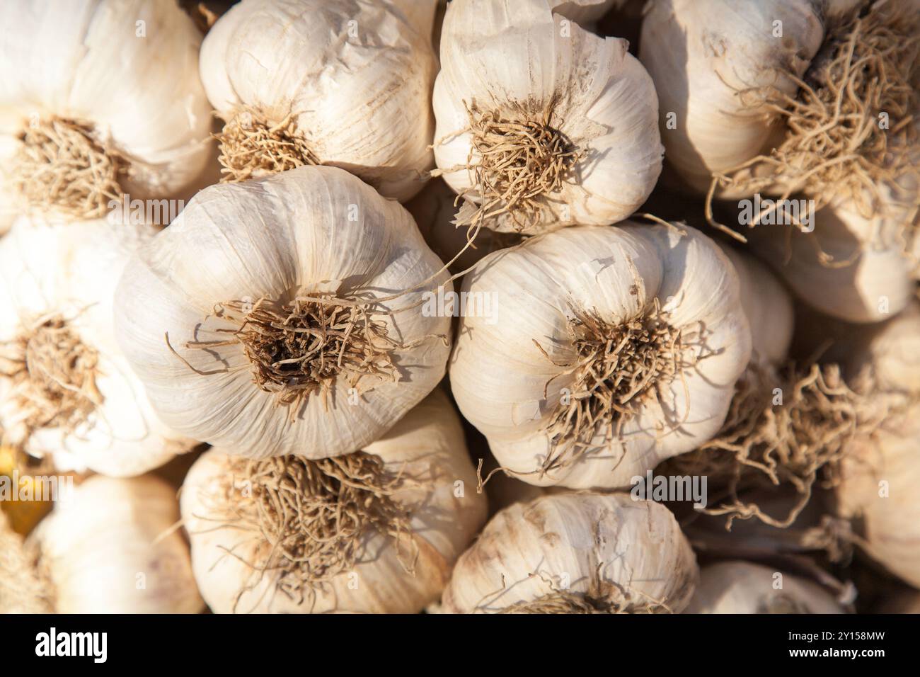 Un mucchio di bulbi d'aglio italiani utilizzati per condire Foto Stock