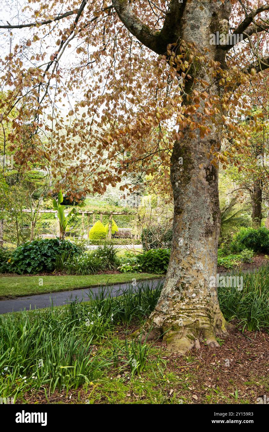 Gli storici e pluripremiati Trenance Gardens di Newquay, in Cornovaglia, nel Regno Unito. Foto Stock