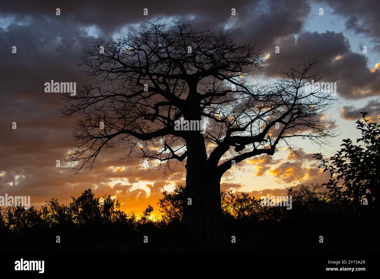 La silhouette distintiva di un massiccio albero di Baobab delineato contro l'ultima luce del giorno tra le nuvole. Il Baobab è l'albero simbolo dell'Africa Foto Stock