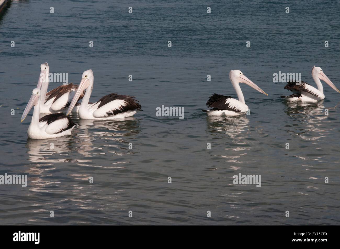 I pellicani australiani navigano lungo il litorale di Golden Beach, Caloundra, Sunshine Coast, Queensland Foto Stock