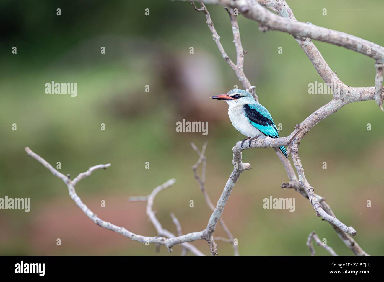 Sudafrica, Parco Nazionale di Kruger, Kingfisher di Woodland (Halcyon senegalensis) Foto Stock