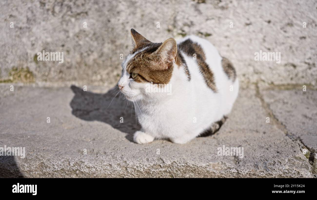 Gatto a righe seduto su cemento alla luce del sole, che mostra la fauna urbana e la tranquillità all'aperto. Foto Stock