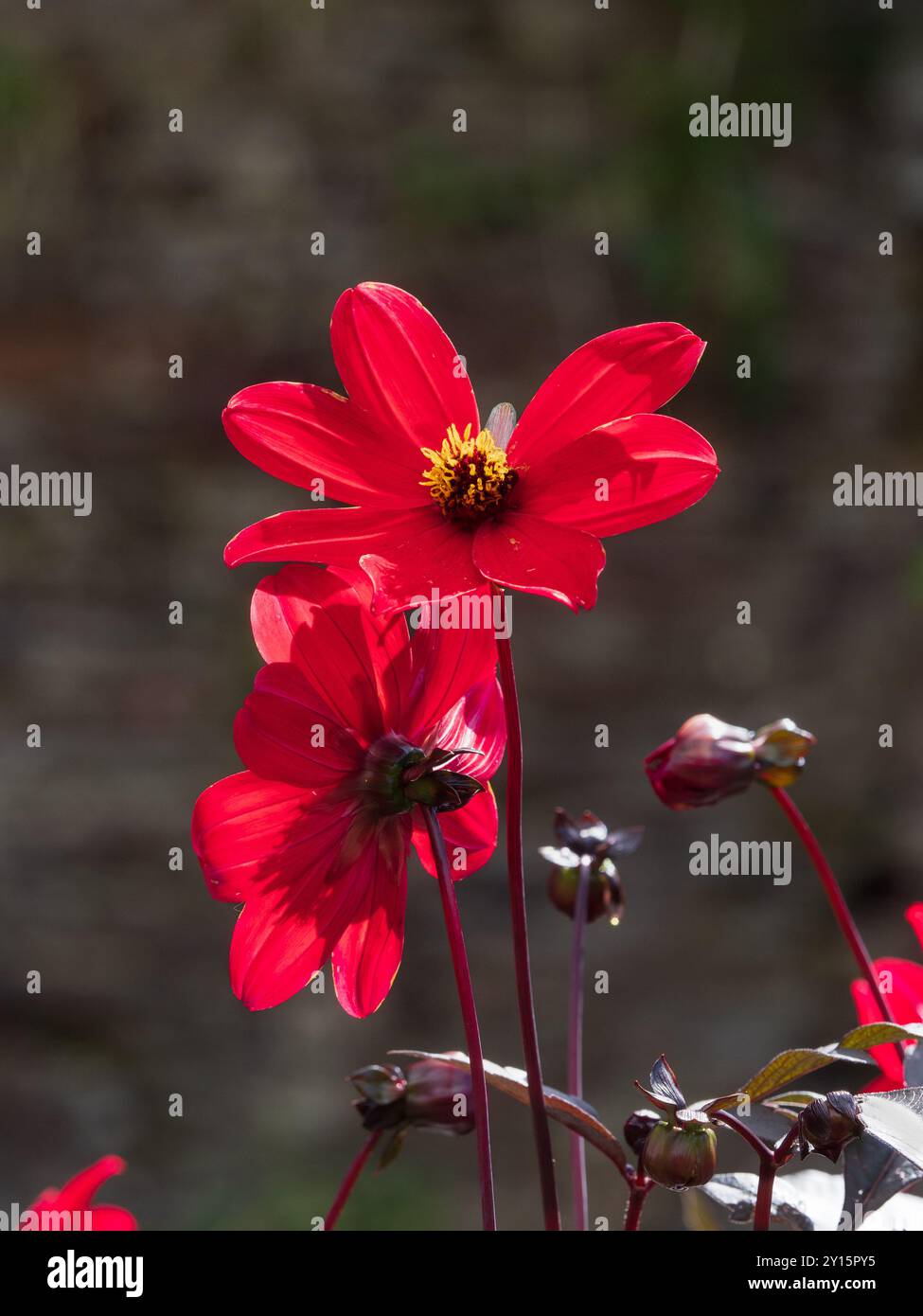 Fiori retroilluminati della singola perenne semidura rossa fiorita, Dahlia "Vescovo di Llandaff" Foto Stock