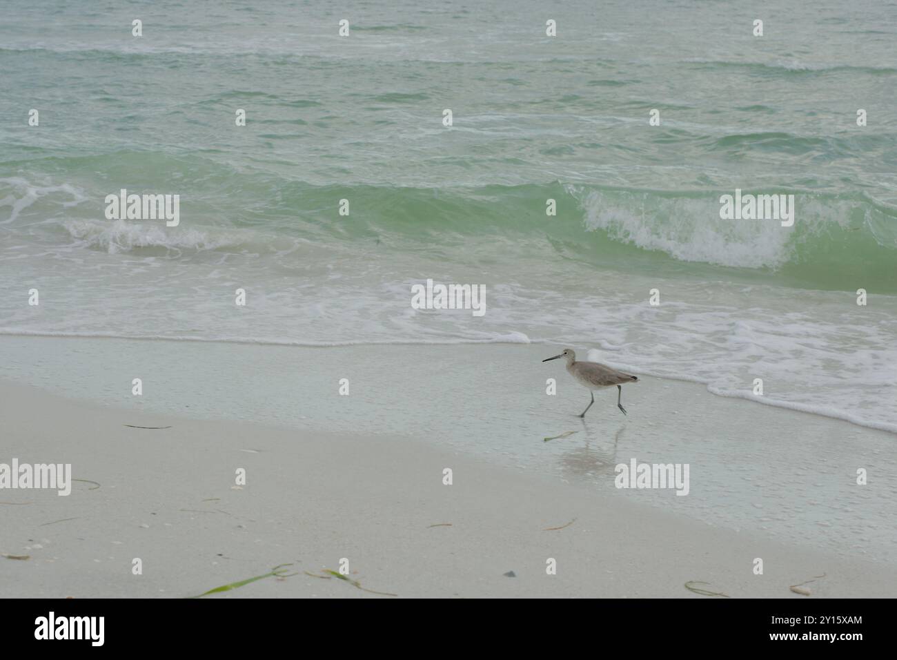 Vista ravvicinata di Treasure Island Florida sulla spiaggia. L'uccello Willet sulla destra cerca del cibo. Linee principali lungo la spiaggia del Golfo del Messico Foto Stock