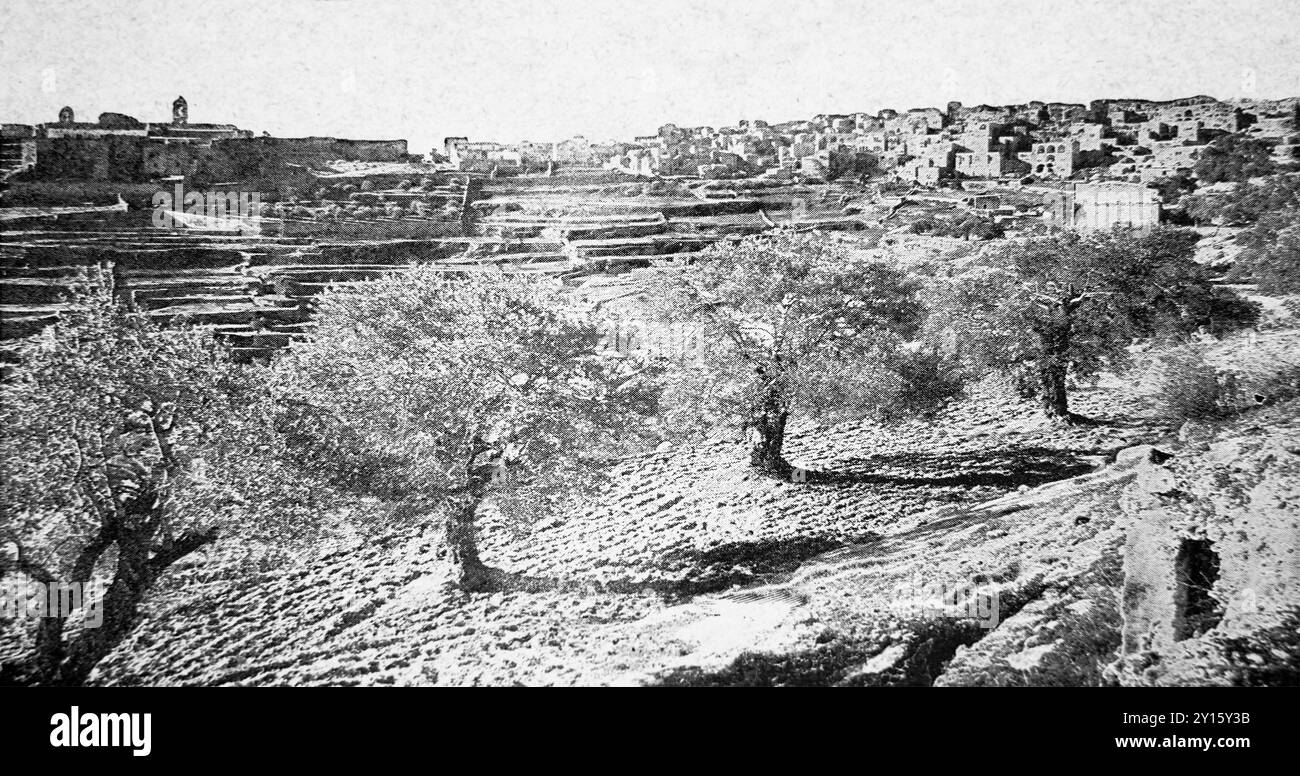 Old Black and White Fotografia degli ulivi a Betlemme Israele dal libro religioso per bambini del XIX secolo Sunday Afternoon Stories Gleanings from the Bible di L. L Weedon Foto Stock